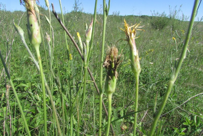 Pseudopodospermum strictum, photographed by Татьяна Горбушина