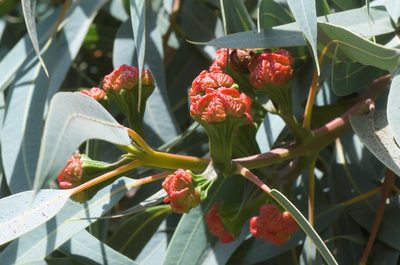 Eucalyptus erythrocorys, photographed by Jon Sullivan