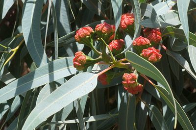 Eucalyptus erythrocorys, photographed by Jon Sullivan