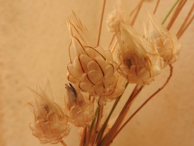 Catananche caerulea, photographed by Abdenour Kheloufi