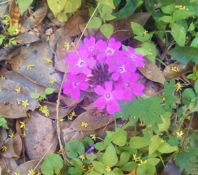 Verbena polyantha, photographed by Luc Wyn