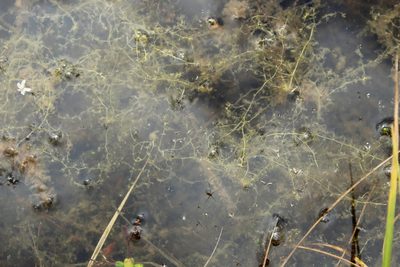 Utricularia minor, photographed by nina_nesterova