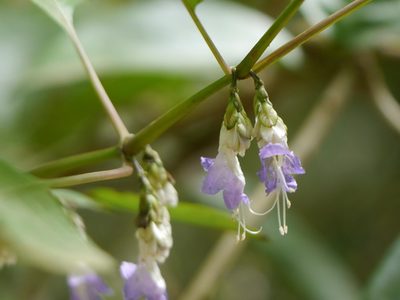 Strobilanthes jomyi, photographed by Dinesh Valke