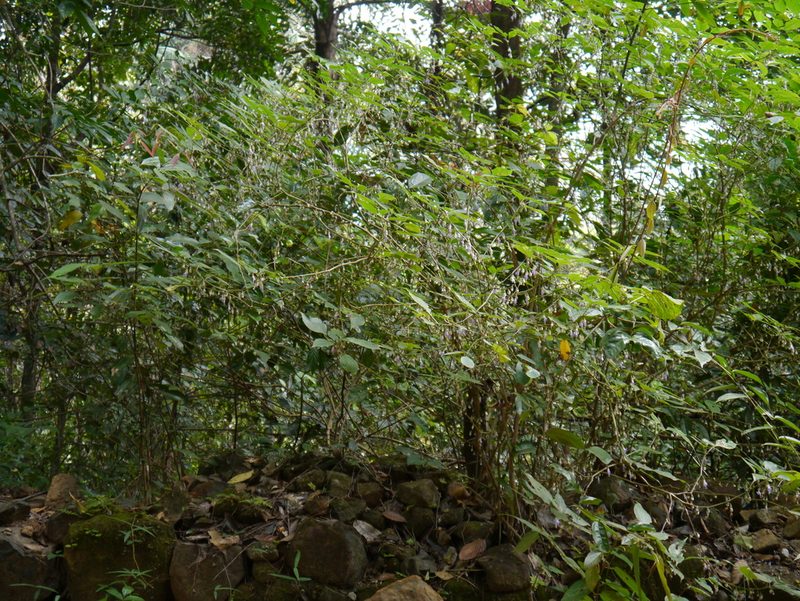 Strobilanthes jomyi, photographed by Dinesh Valke