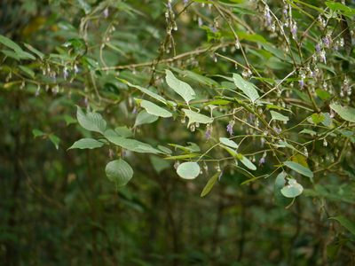 Strobilanthes jomyi, photographed by Dinesh Valke