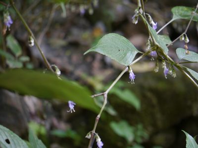 Strobilanthes jomyi, photographed by Dinesh Valke