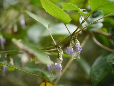 Strobilanthes jomyi, photographed by Dinesh Valke