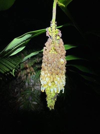 Pleuranthodium racemigerum, photographed by Greg Tasney