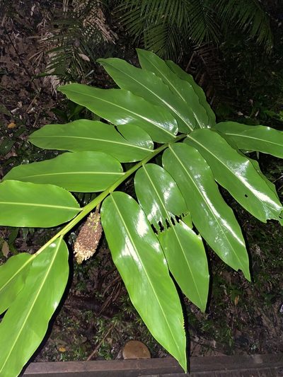 Pleuranthodium racemigerum, photographed by Greg Tasney