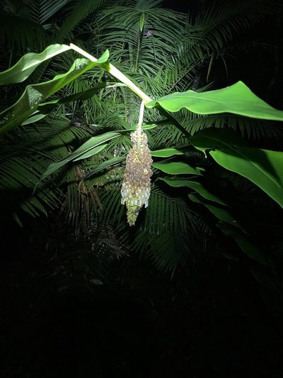 Pleuranthodium racemigerum, photographed by Greg Tasney