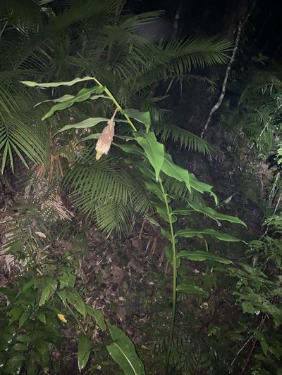 Pleuranthodium racemigerum, photographed by Greg Tasney