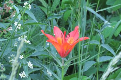 Lilium bulbiferum, photographed by Federico Del Barba