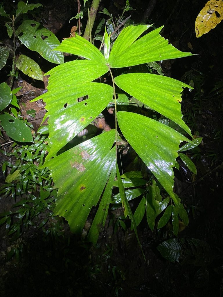 Caryota alberti, photographed by Greg Tasney