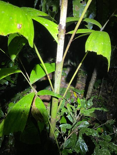 Caryota alberti, photographed by Greg Tasney