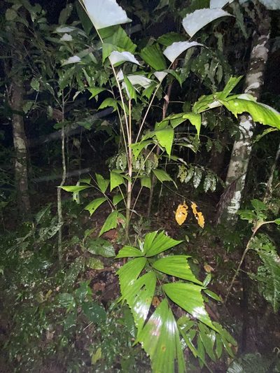 Caryota alberti, photographed by Greg Tasney