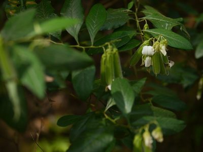 Crotalaria heyneana, photographed by Dinesh Valke