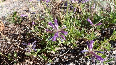 Penstemon heterodoxus, photographed by John Brew