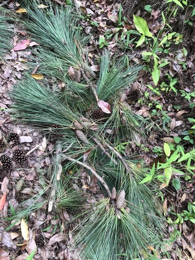 Pinus caribaea, photographed by birdzilla