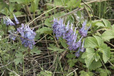 Corydalis turtschaninovii, photographed by Mikhail Nevsky
