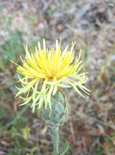 Centaurea collina, photographed by Ben Costamagna