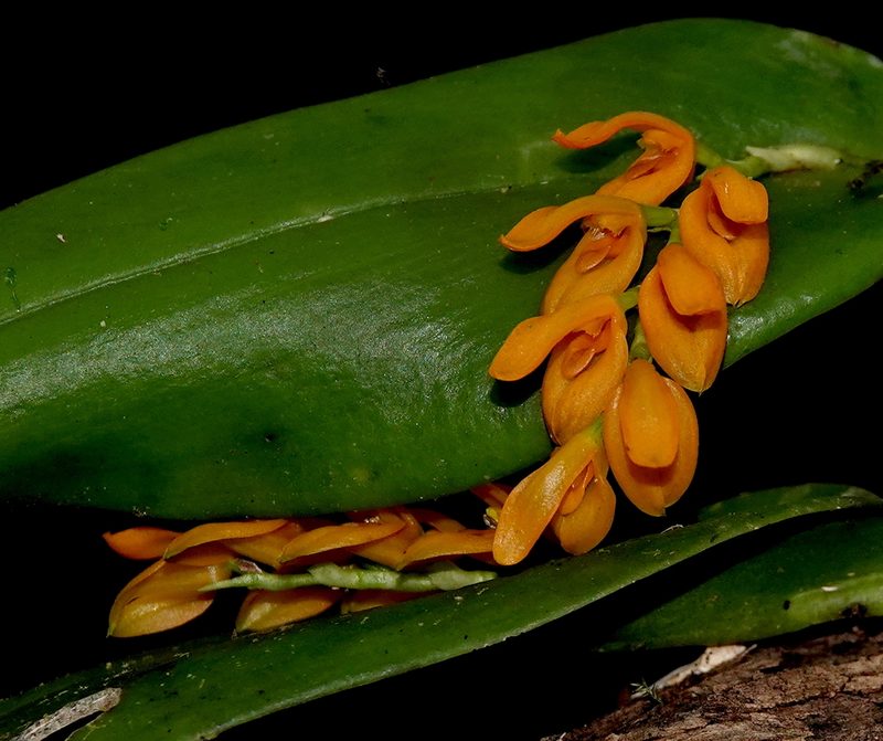 Acianthera polystachya, photographed by desertnaturalist