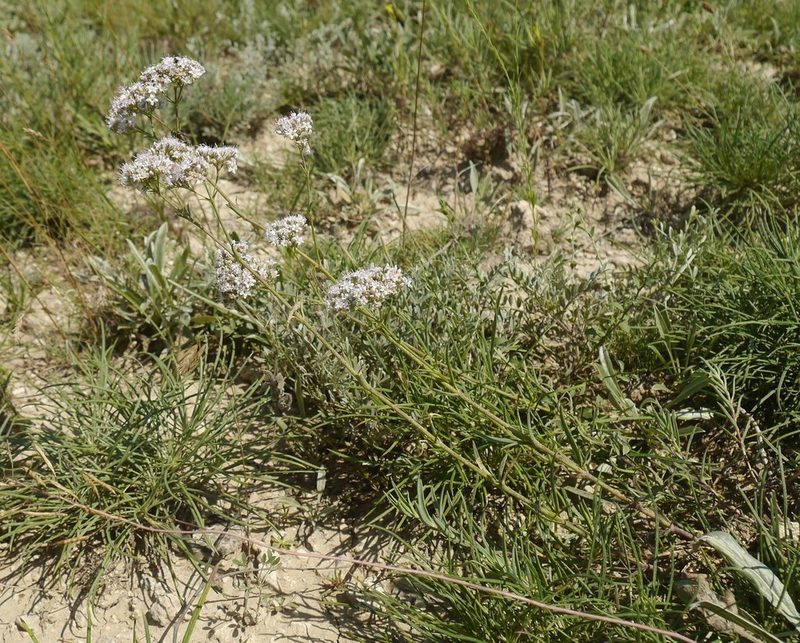 Gypsophila collina, photographed by Roman