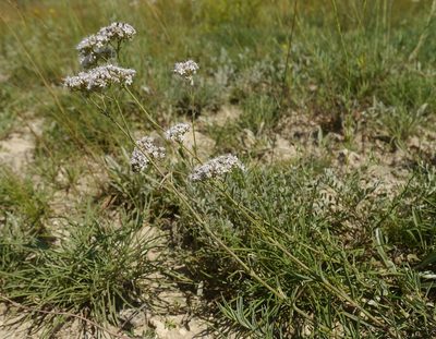 Gypsophila collina, photographed by Roman
