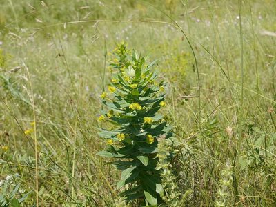 Euphorbia agraria, photographed by Roman