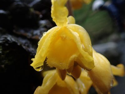 Cyrtosia falconeri, photographed by Moogoo Lee