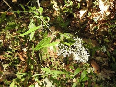 Fleischmanniopsis leucocephala, photographed by Neptalí Ramírez Marcial