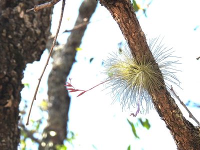 Tillandsia fuchsii, photographed by Neptalí Ramírez Marcial