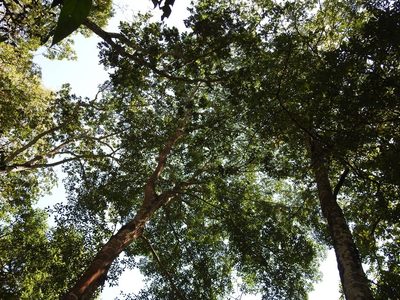 Terminalia oblonga, photographed by Neptalí Ramírez Marcial