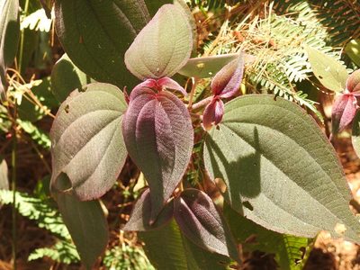 Miconia submontana, photographed by Neptalí Ramírez Marcial