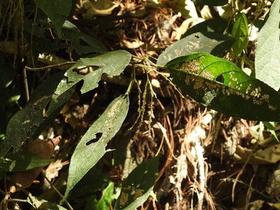 Myriocarpa heterospicata, photographed by Neptalí Ramírez Marcial