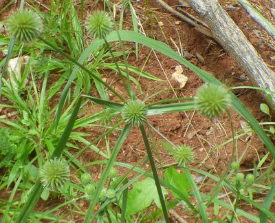 Cyperus echinatus, photographed by kcthetc1