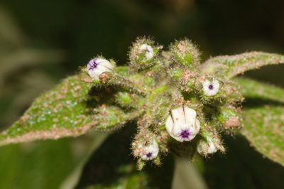 Solanum concinnum, photographed by Fernando Sessegolo