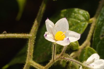 Solanum concinnum, photographed by Fernando Sessegolo