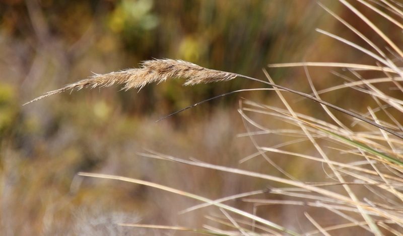 Capeochloa cincta, photographed by Tony Rebelo