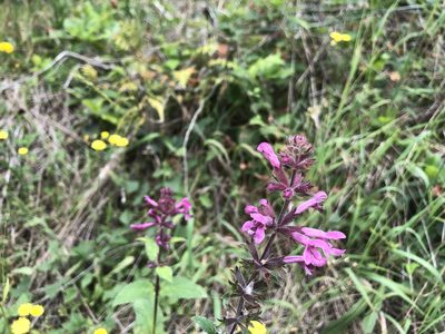Stachys chamissonis, photographed by Leonel Richard