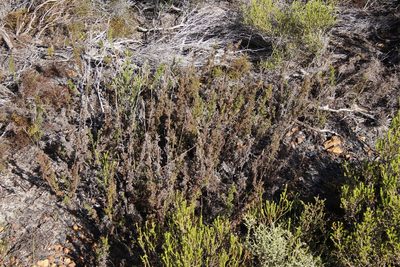 Thamnochortus fruticosus, photographed by Tony Rebelo