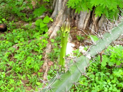 Acanthocereus tetragonus, photographed by Francisco Farriols Sarabia