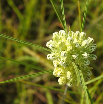 Asclepias stenophylla, photographed by saltyhiker
