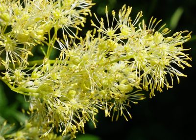 Thalictrum lucidum, photographed by Patrick Hacker