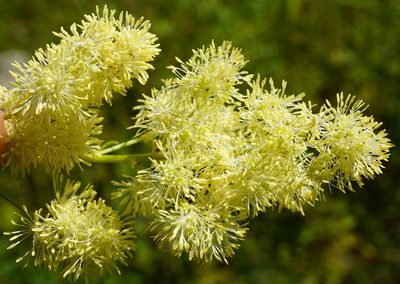 Thalictrum lucidum, photographed by Patrick Hacker