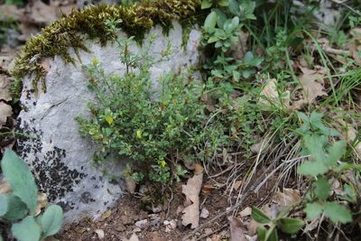 Ononis minutissima, photographed by Olivier Argagnon