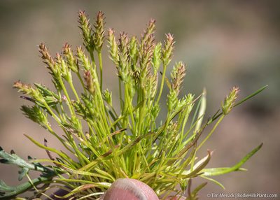 Ranunculus aristatus, photographed by Tim Messick