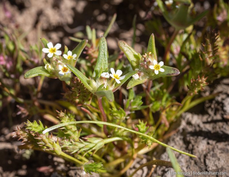 Gymnosteris parvula, photographed by Tim Messick