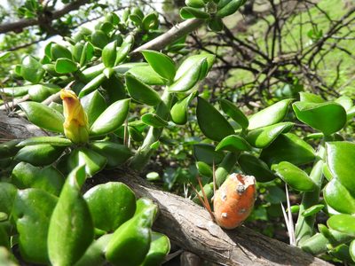 Pereskiopsis diguetii, photographed by Oscar Alejandro Morales Juárez