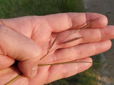 Sporobolus pumilus, photographed by Tom Field