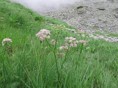Mutellina purpurea, photographed by Grzegorz Grzejszczak